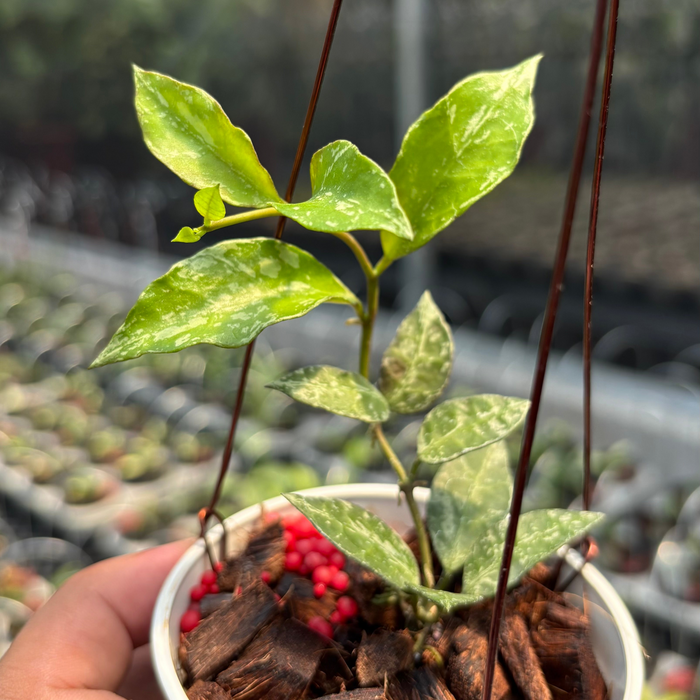 Hoya Lacunosa "Zebra Skin"
