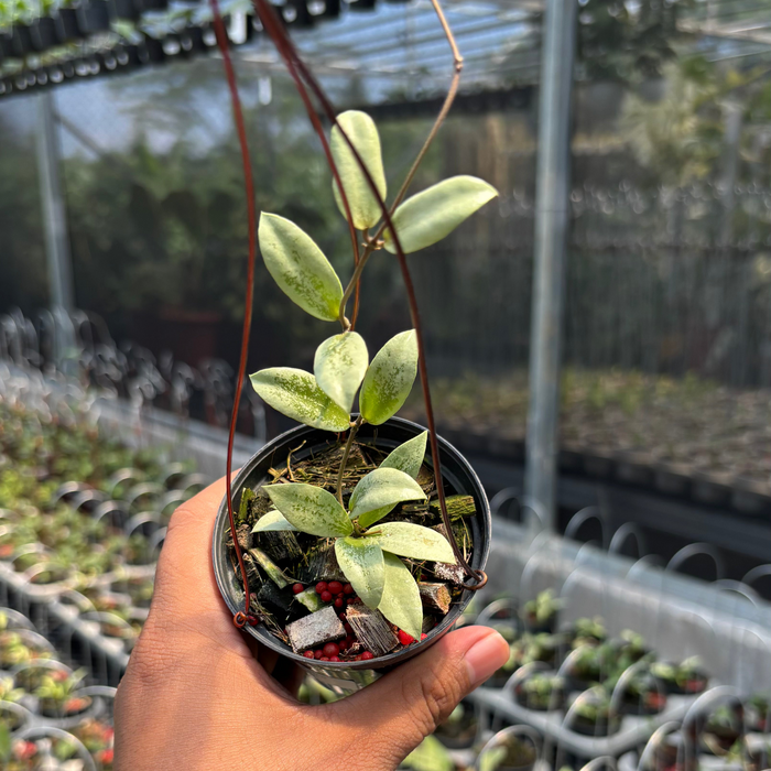 Hoya AFF Puber "Silver"