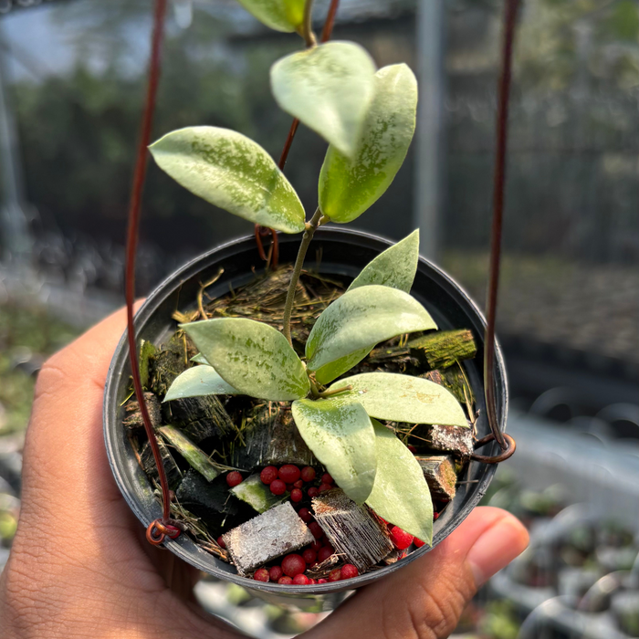 Hoya AFF Puber "Silver"