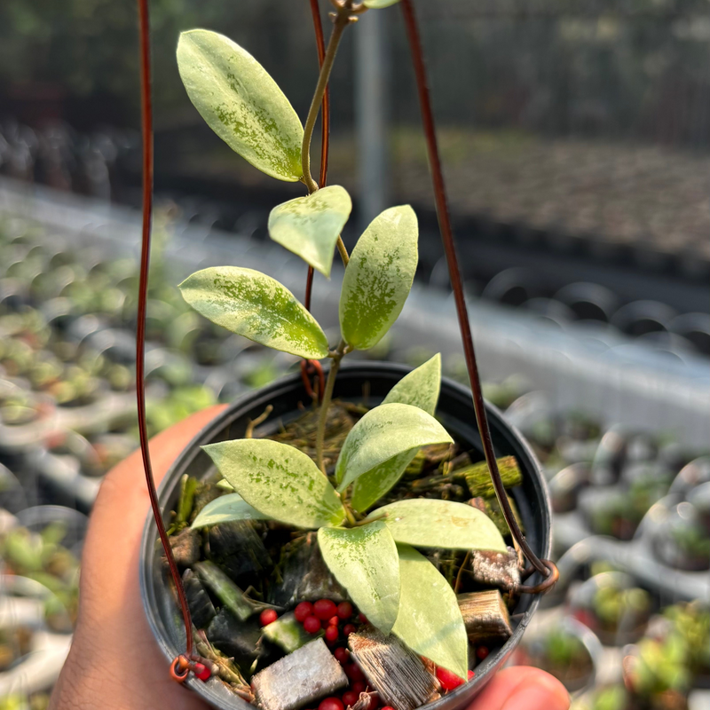 Hoya AFF Puber "Silver"