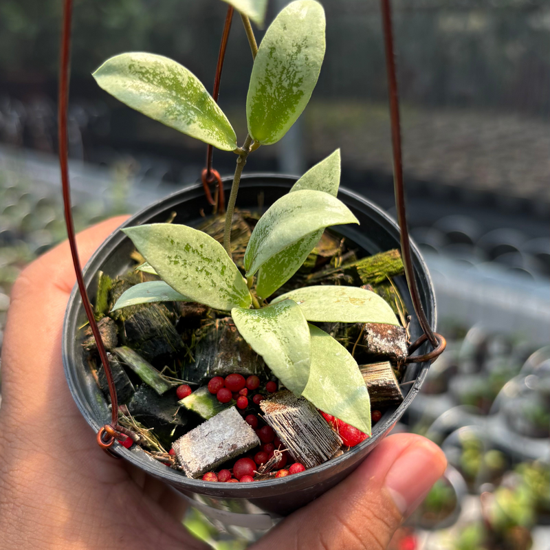 Hoya AFF Puber "Silver"