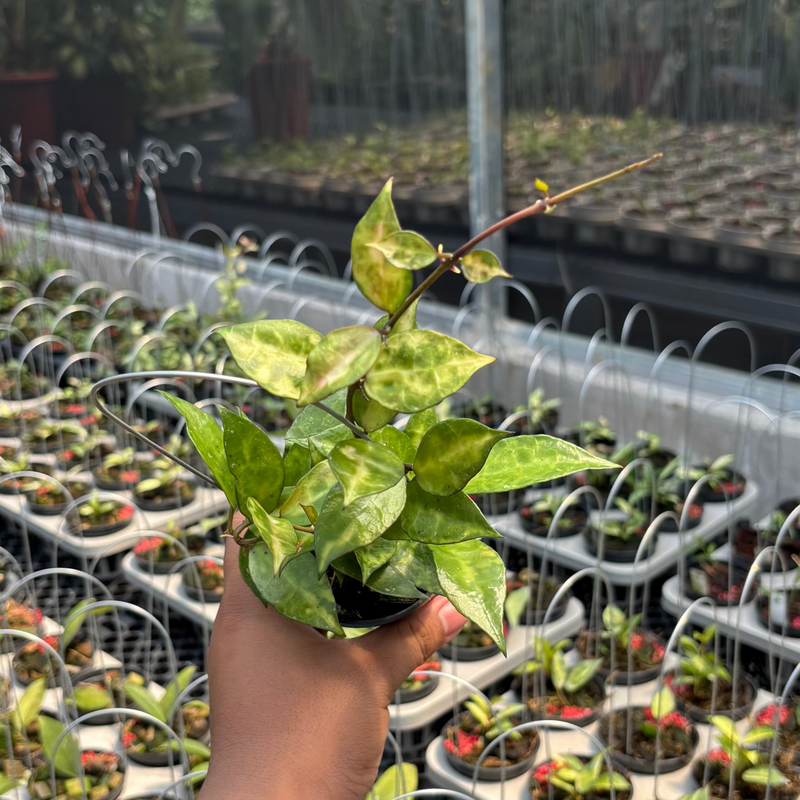 Hoya Lacunosa "VN-726"