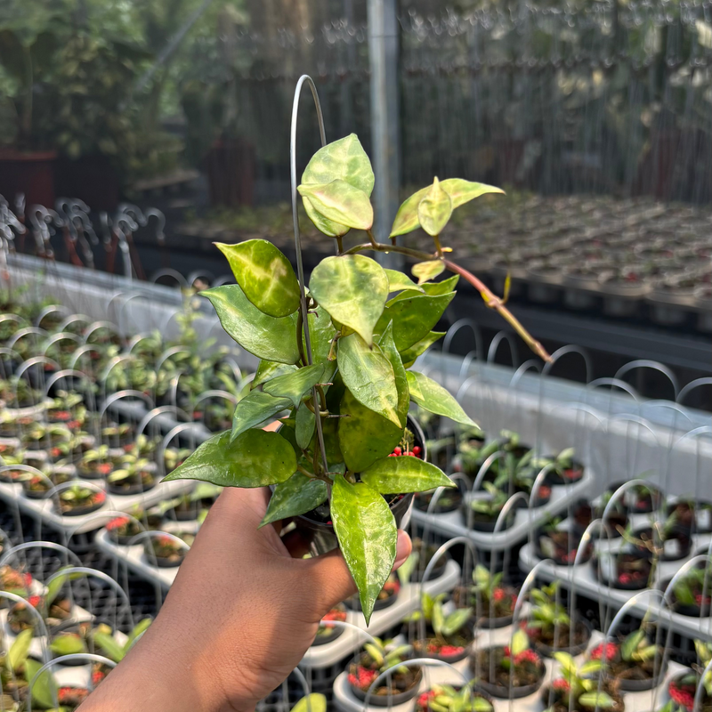 Hoya Lacunosa "VN-726"