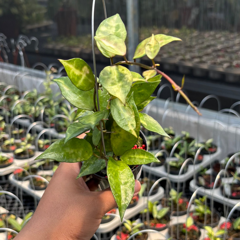 Hoya Lacunosa "VN-726"