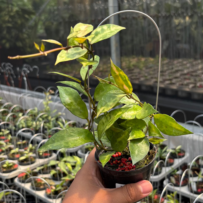 Hoya Lacunosa "VN-726"