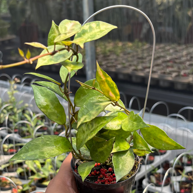 Hoya Lacunosa "VN-726"