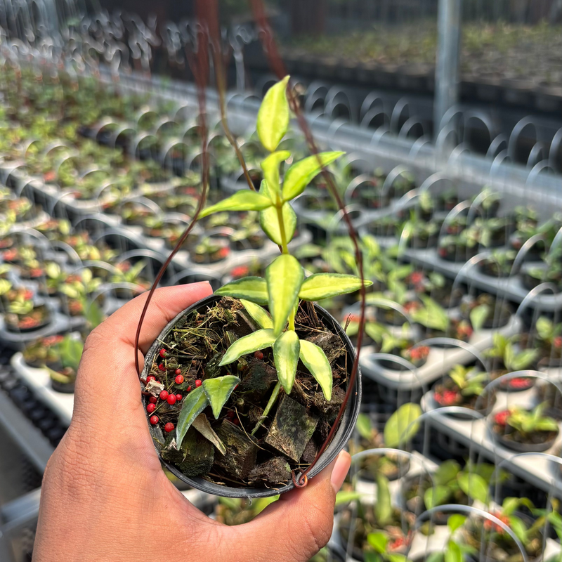 Hoya Bella "Lida Buis"