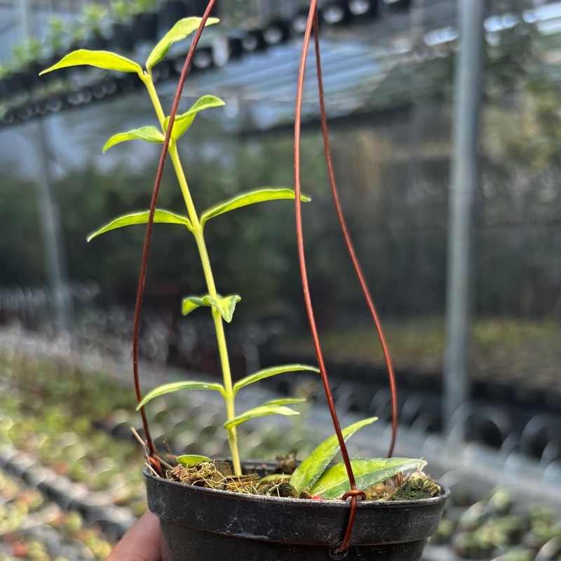 Hoya Bella "Lida Buis"
