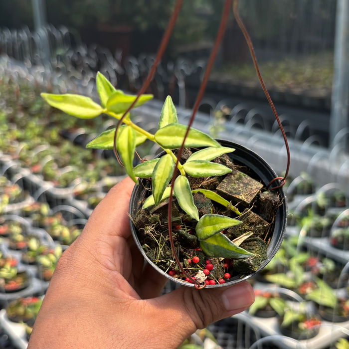 Hoya Bella "Lida Buis"