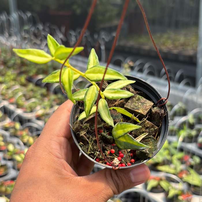 Hoya Bella "Lida Buis"