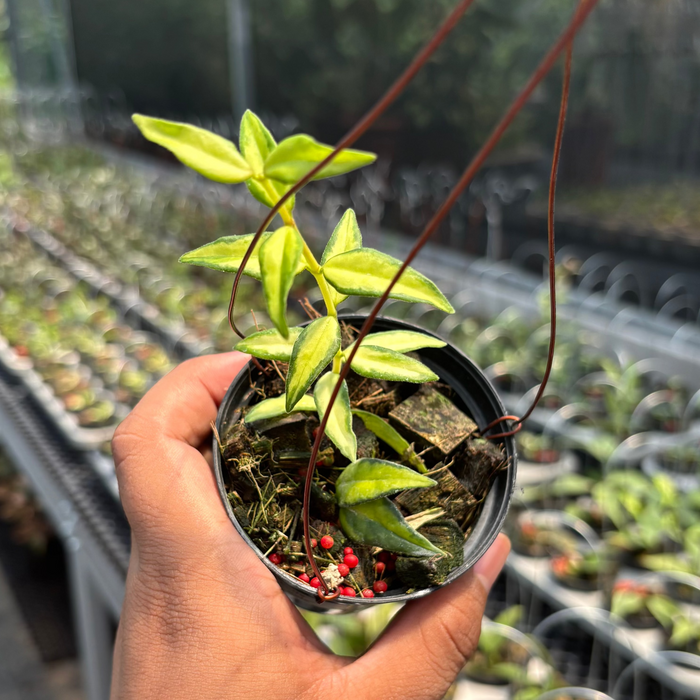 Hoya Bella "Lida Buis"