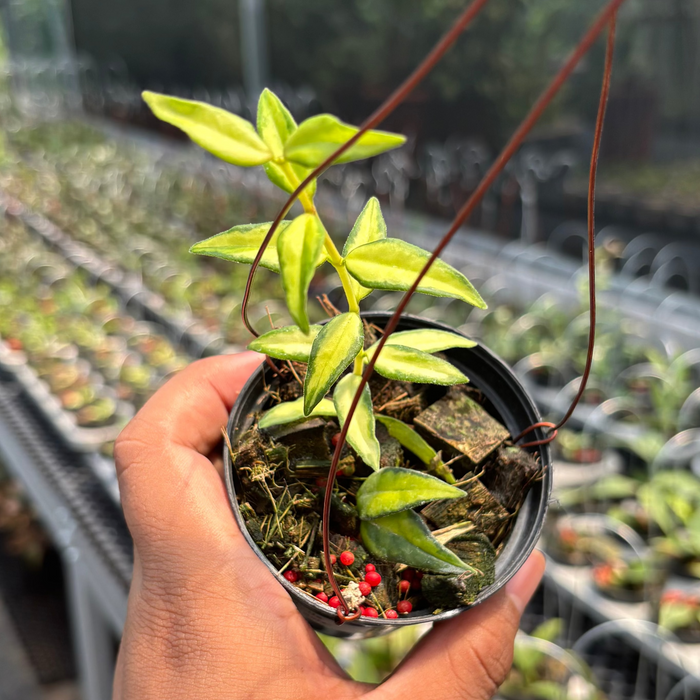Hoya Bella "Lida Buis"