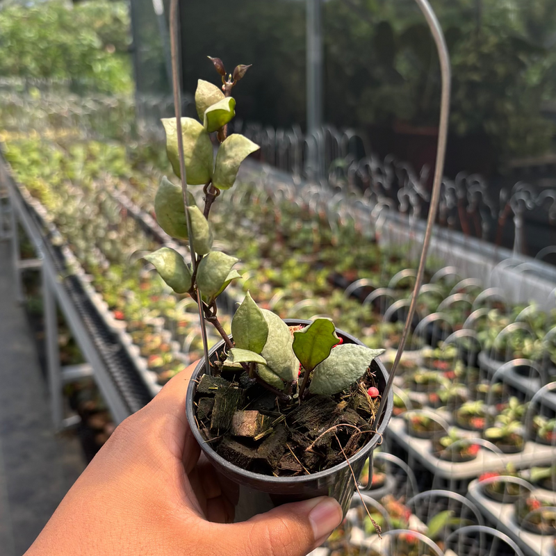 Hoya Lacunosa "Violet"