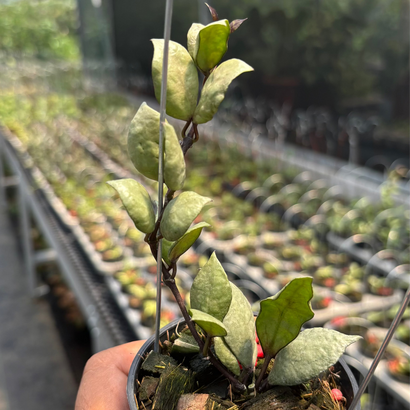 Hoya Lacunosa "Violet"