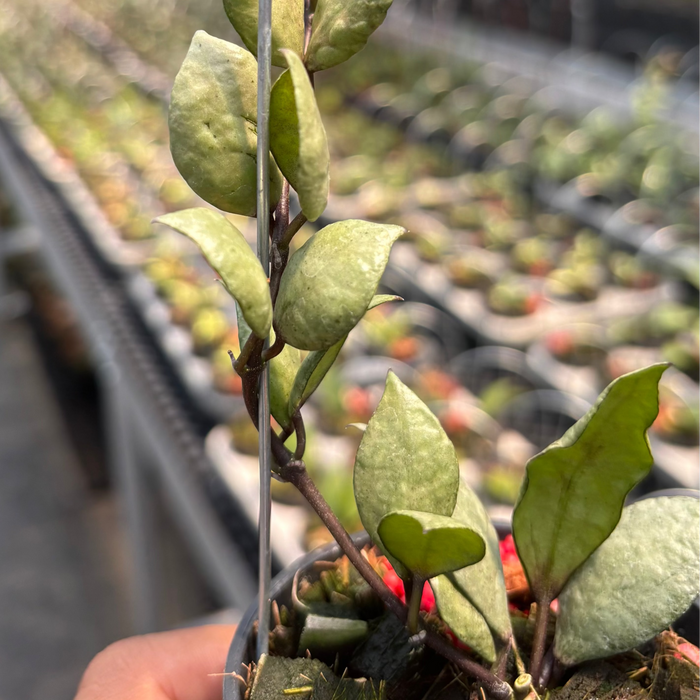 Hoya Lacunosa "Violet"
