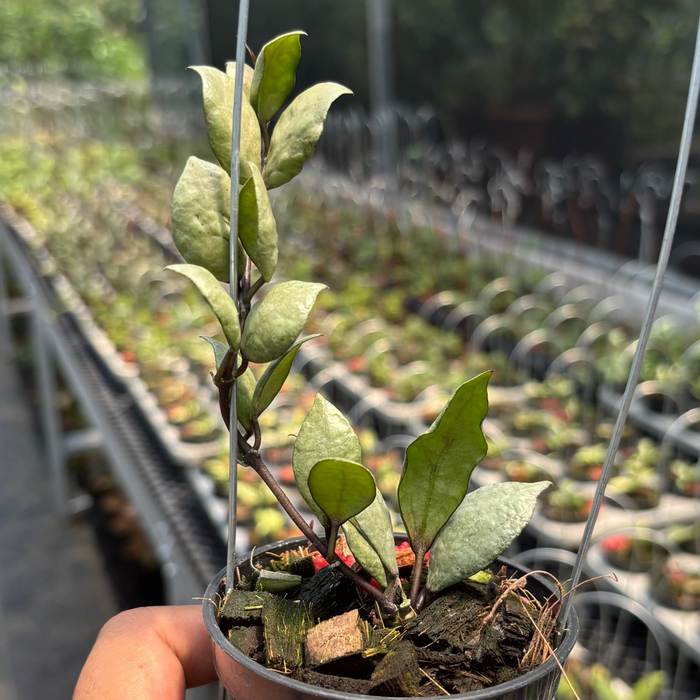 Hoya Lacunosa "Violet"