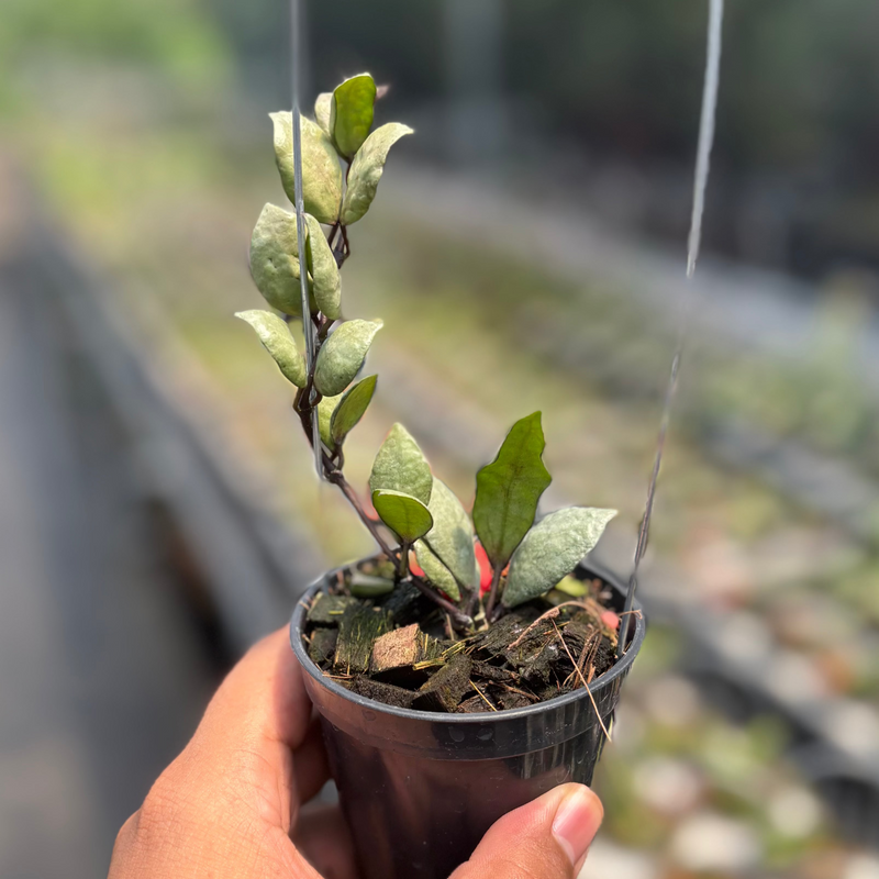 Hoya Lacunosa "Violet"