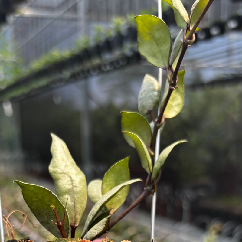 Hoya Lacunosa "Violet"