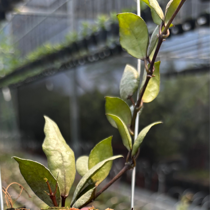 Hoya Lacunosa "Violet"