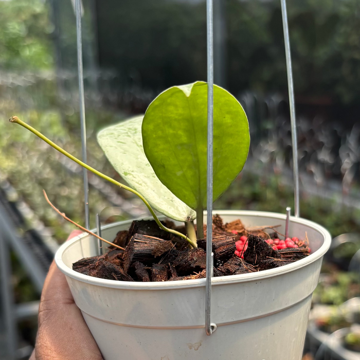 Hoya Glabra Borneo "Solver" VN-854