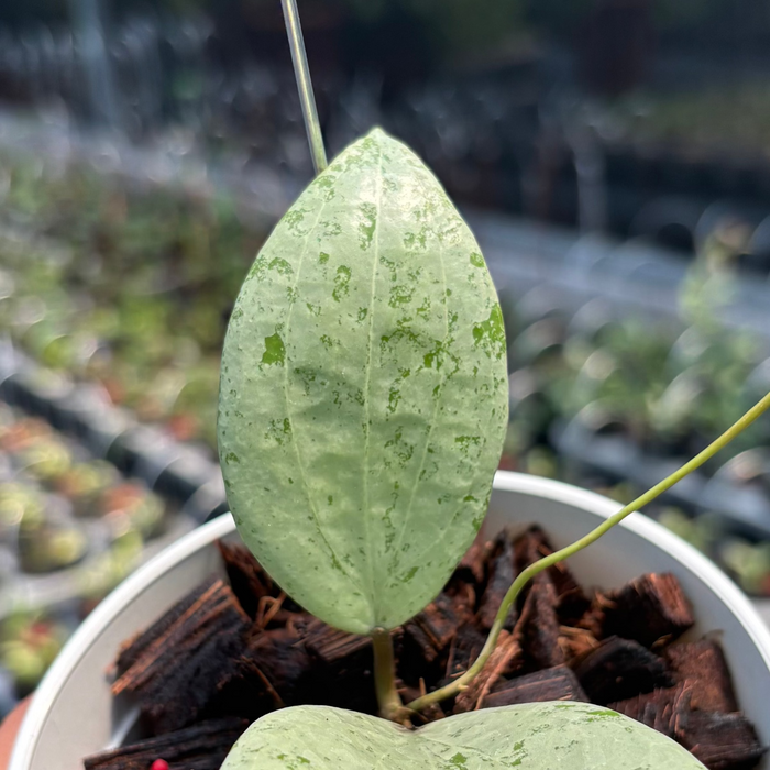 Hoya Glabra Borneo "Solver" VN-854