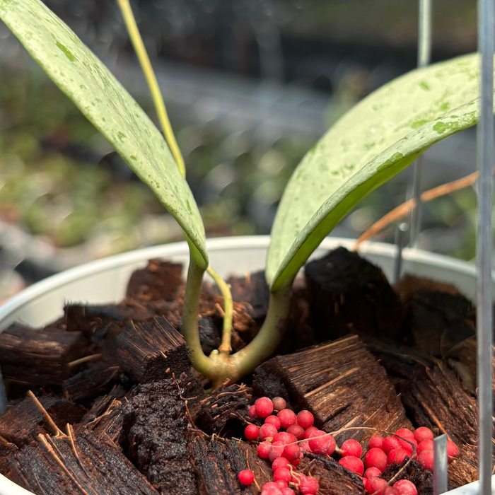 Hoya Glabra Borneo "Solver" VN-854