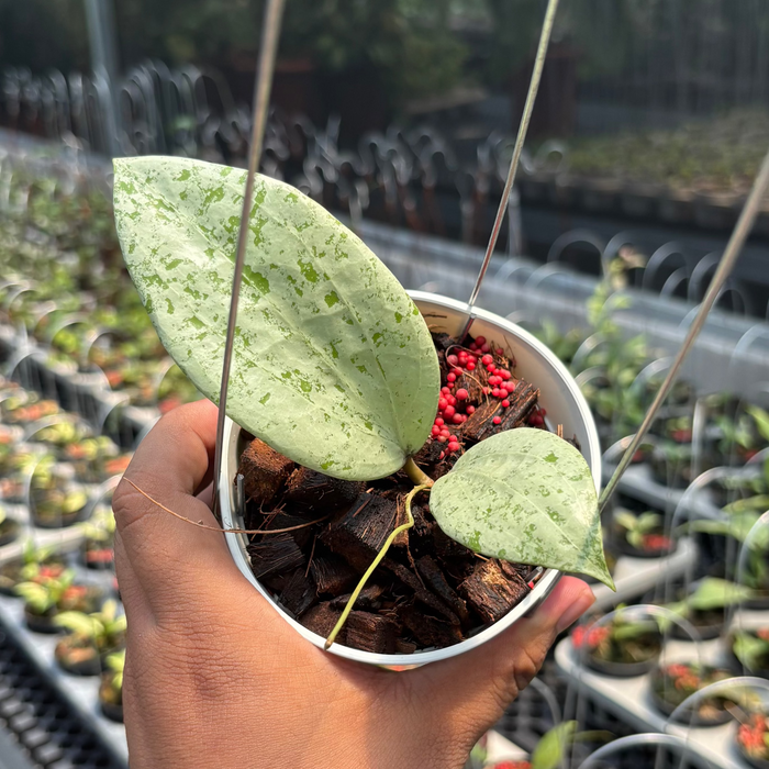 Hoya Glabra Borneo "Solver" VN-854