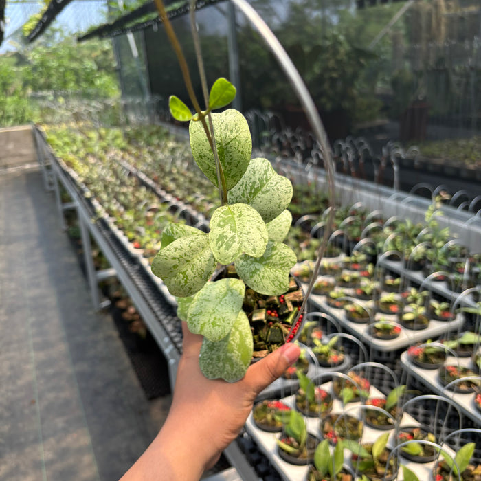 Hoya Deykeae "Morning Dew"