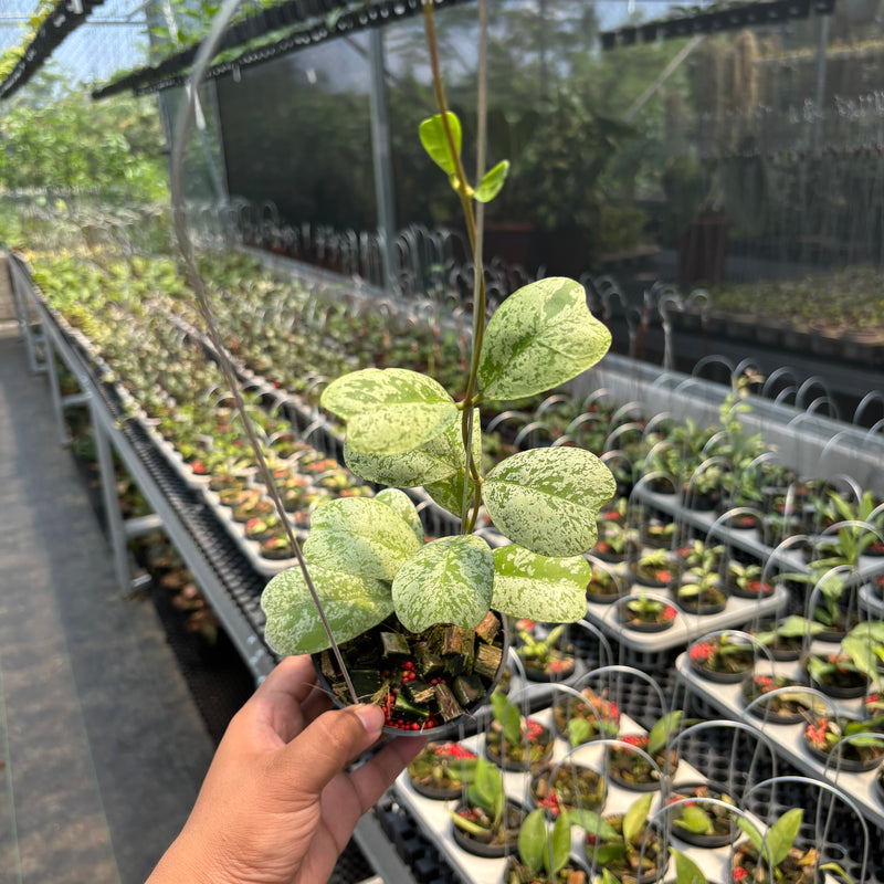 Hoya Deykeae "Morning Dew"