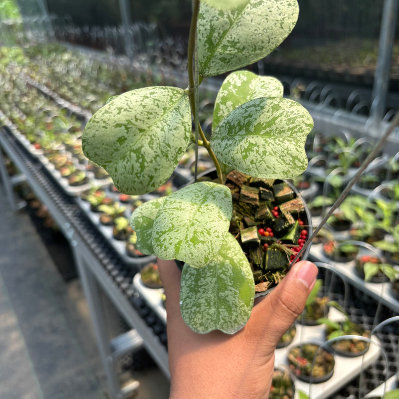 Hoya Deykeae "Morning Dew"