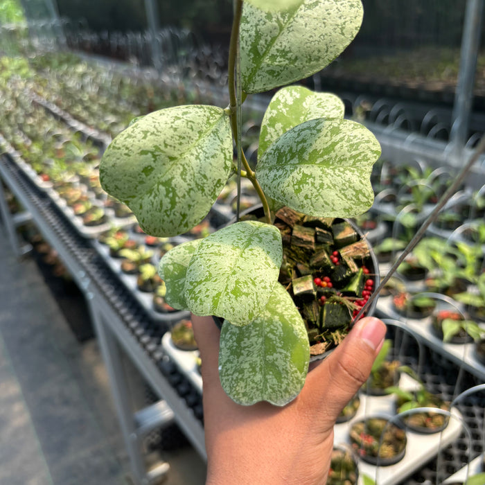 Hoya Deykeae "Morning Dew"