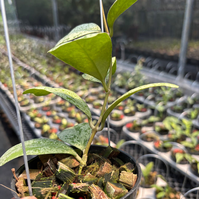 Hoya Deykeae "Morning Dew"