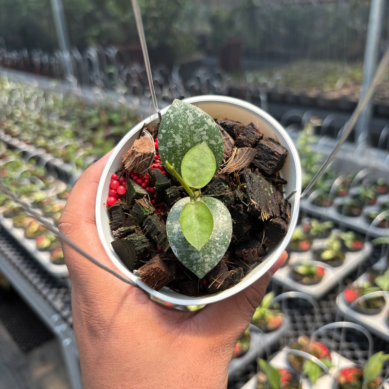 Hoya Elliptica x Hoya Imbricata