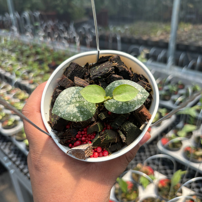 Hoya Elliptica x Hoya Imbricata