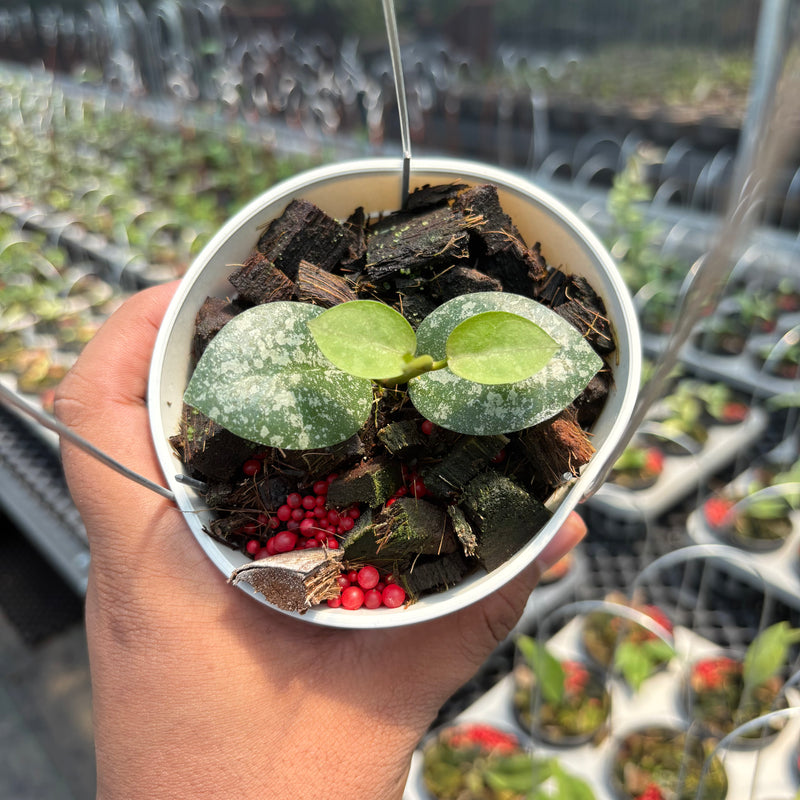 Hoya Elliptica x Hoya Imbricata