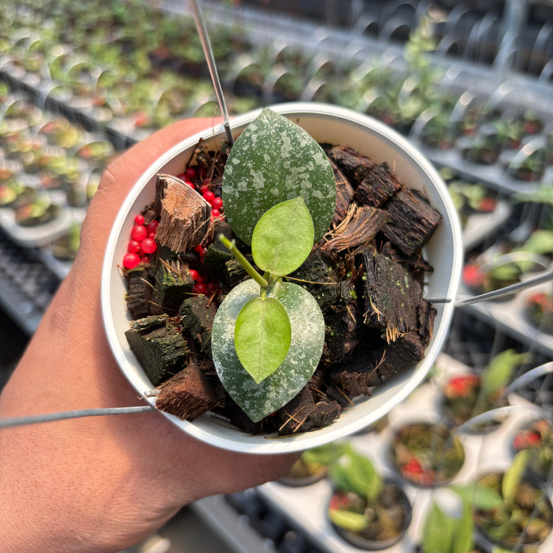 Hoya Elliptica x Hoya Imbricata