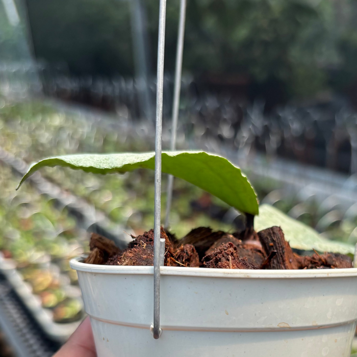 Hoya Caudata "Silver" (ARGENE)