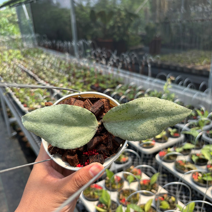 Hoya Caudata "Silver" (ARGENE)