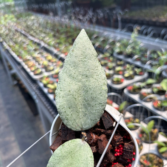 Hoya Caudata "Silver" (ARGENE)