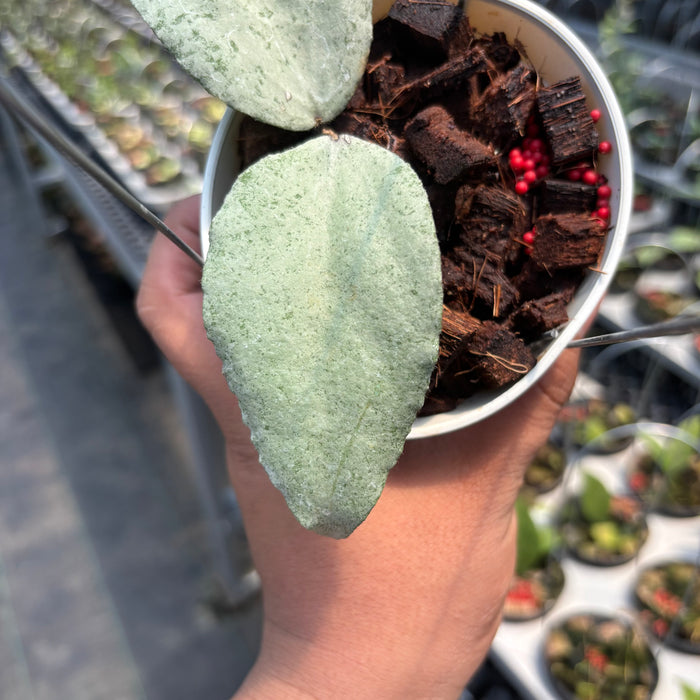 Hoya Caudata "Silver" (ARGENE)