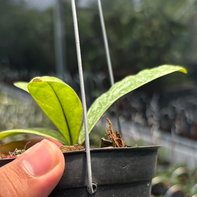 Hoya SP Kalbar "Splash" VN-870