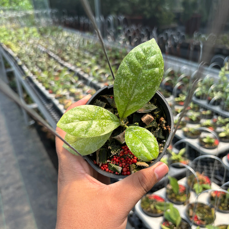 Hoya SP Kalbar "Splash" VN-870