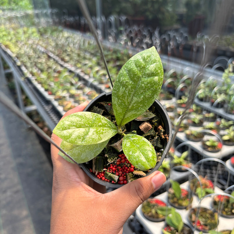 Hoya SP Kalbar "Splash" VN-870