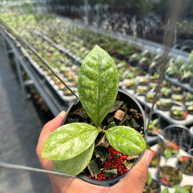 Hoya SP Kalbar "Splash" VN-870