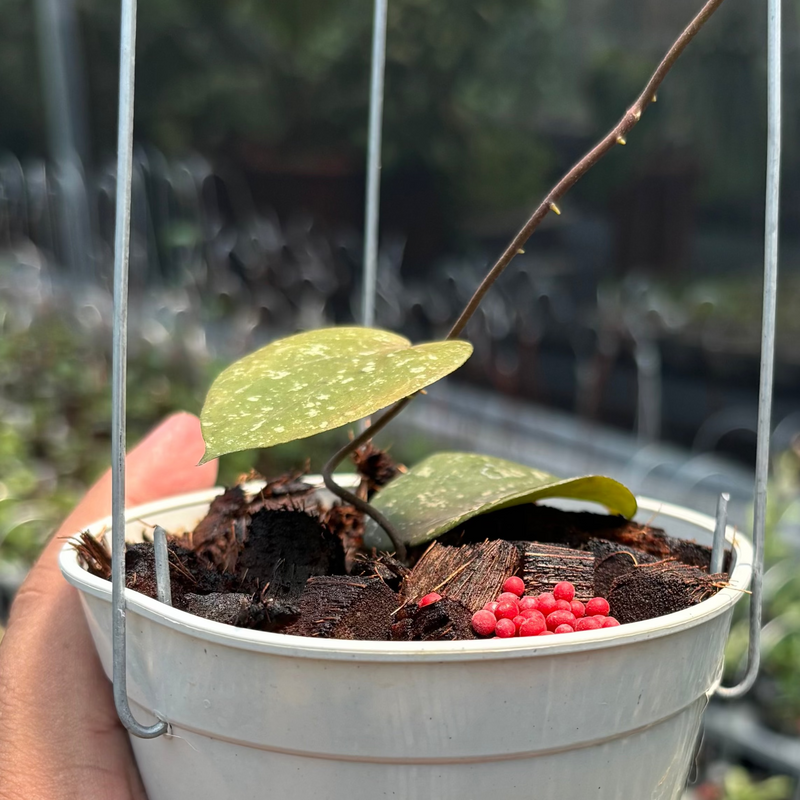 Hoya Verticillata x Imbricata