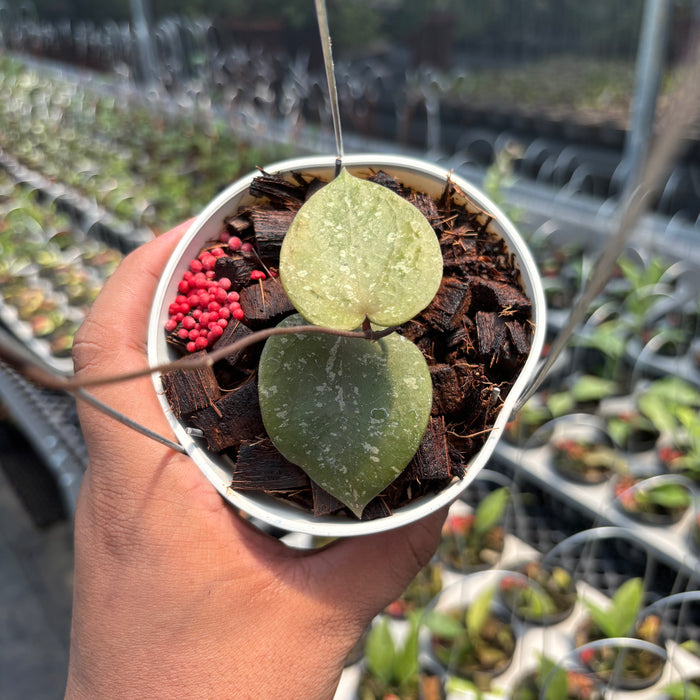 Hoya Verticillata x Imbricata