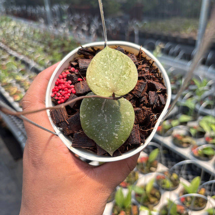 Hoya Verticillata x Imbricata