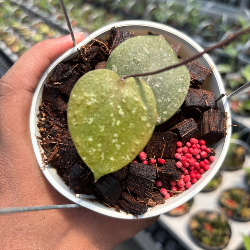 Hoya Verticillata x Imbricata