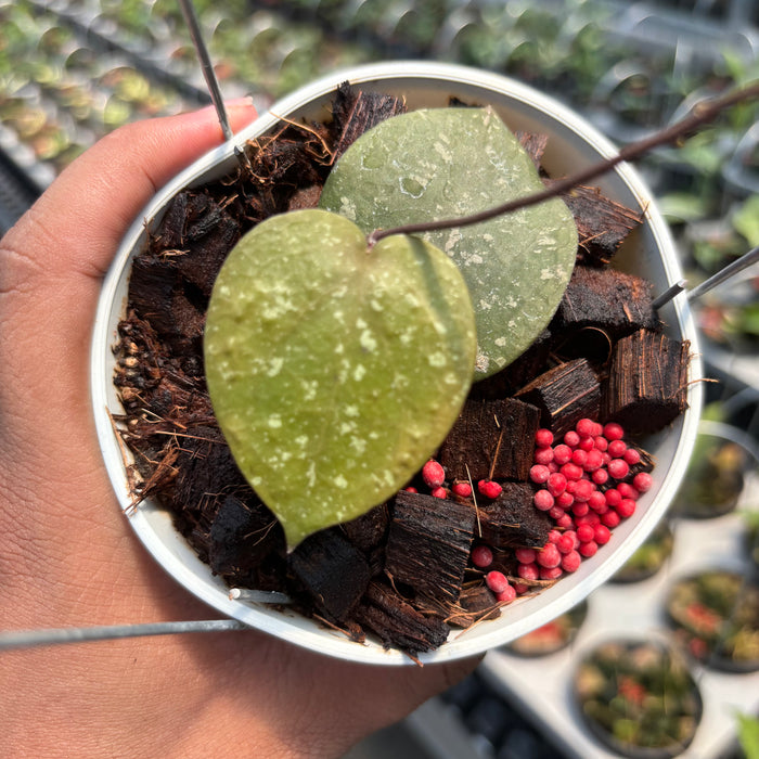 Hoya Verticillata x Imbricata