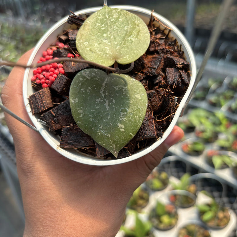 Hoya Verticillata x Imbricata